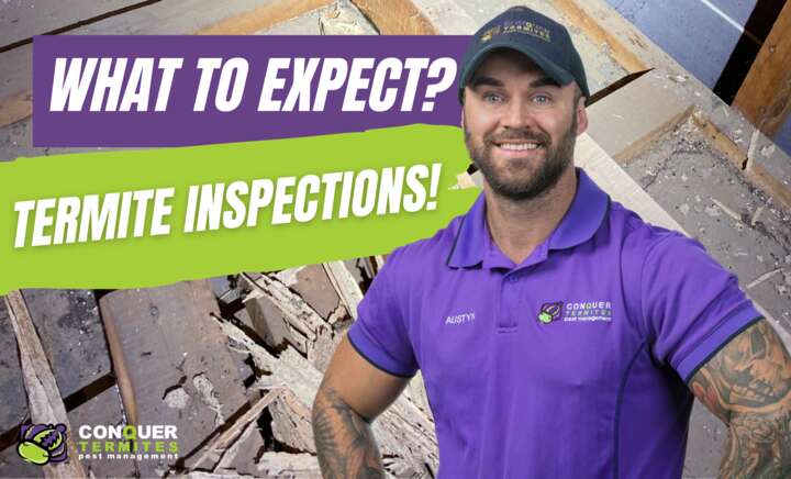 🏠 What To Expect When You Book A Termite Inspection!🔍
