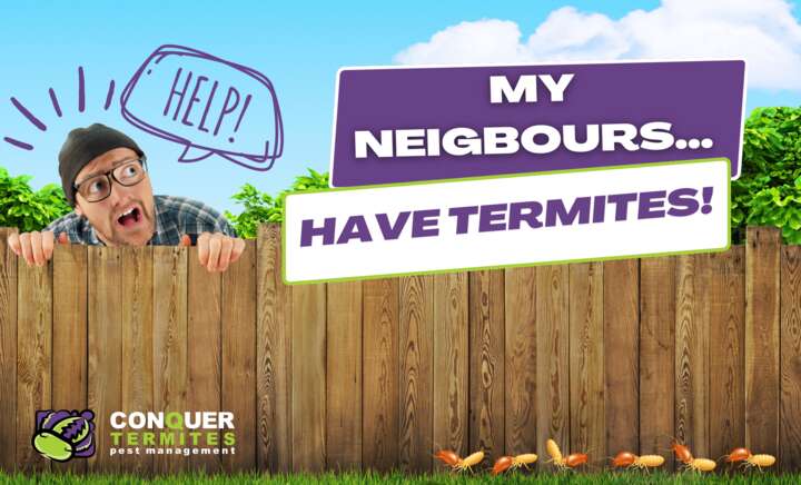 Your neighbours have termites! What do you do?