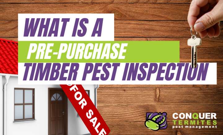 Pre-Purchase Timber Pest Inspections