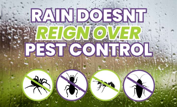 🌧️🐜 Get Ahead of Summer Pests with Winter & Rainy Season Pest Control! 🌧️🐜