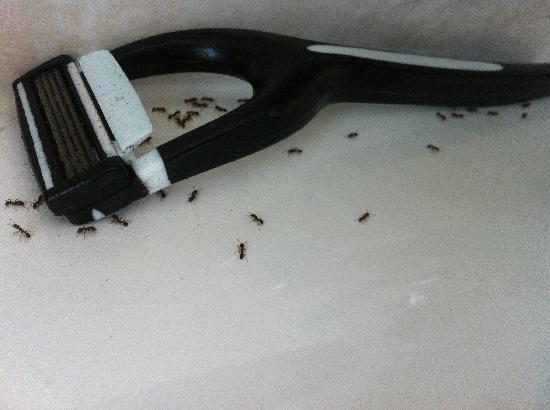 Ants taking over my bathroom help!