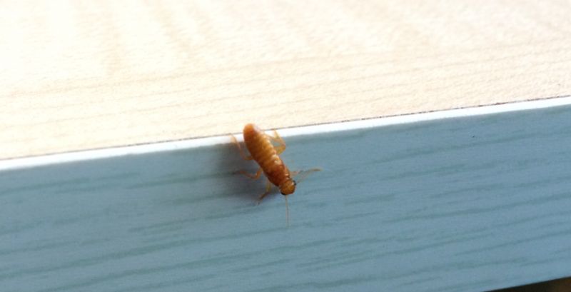 Winged Termite found in Newmarket, Brisbane Northside