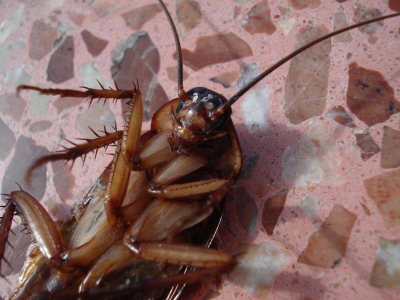 A dying Brisbane cockroach lying on a tiled floor