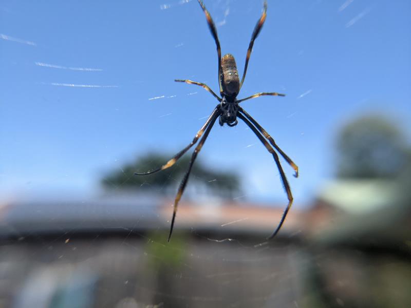 A Brisbane spider resting in its constructed web