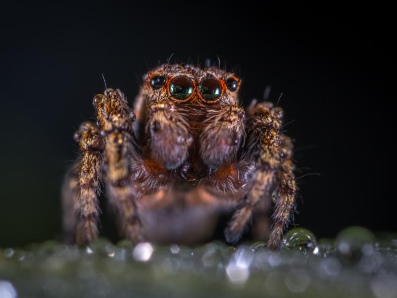 A close-up shot of a Brisbane spider&rsquo;s four simple eyes at the front of their head