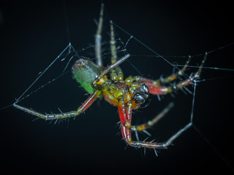 A South East Brisbane spider spinning its nest in the dark