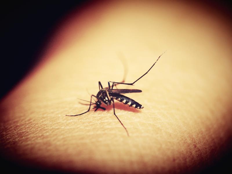 A mosquito bites into a human